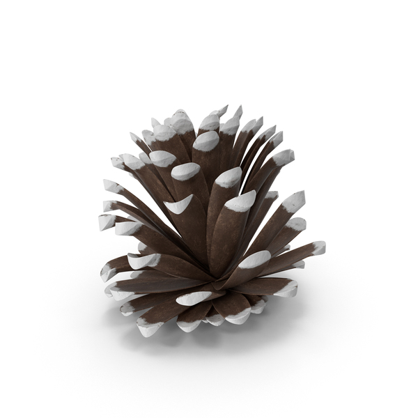 Conifer Cone: Frosted Pine Cones PNG & PSD Images