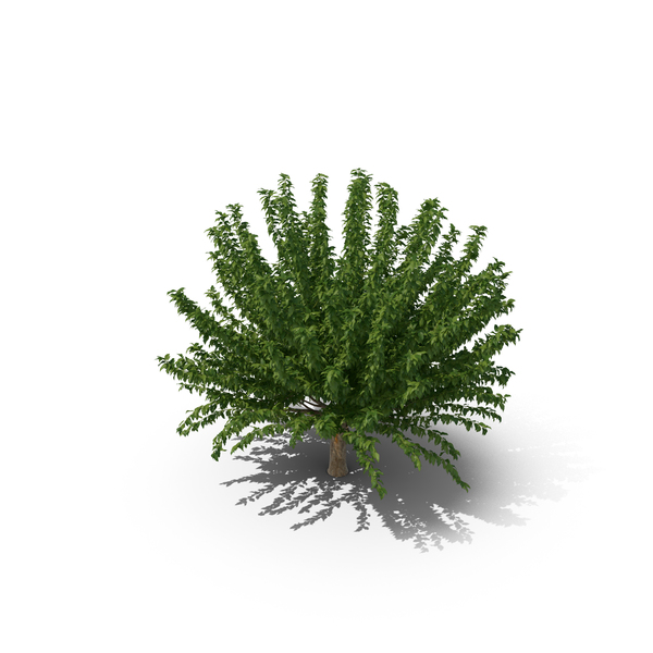 Fruitless Mulberry Tree PNG & PSD Images Fruitless Mulberry Tree PNG & PSD Images