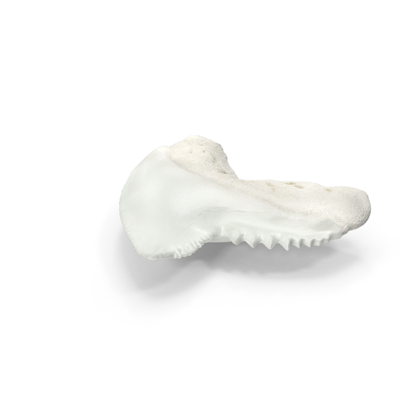 Animal Teeth: Galeocerdo Aduncus Shark Tooth PNG & PSD Images