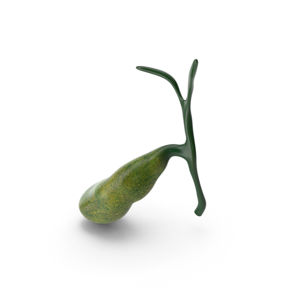 Gallbladder PNG & PSD Images Gallbladder PNG & PSD Images
