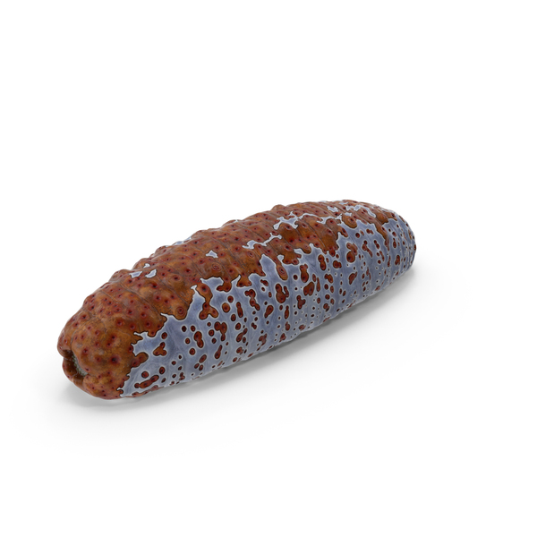 Sea Cucumber: Gamat Red PNG & PSD Images Sea Cucumber: Gamat Red PNG & PSD Images