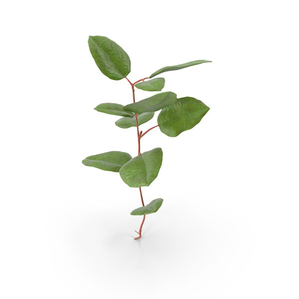Bush: Gaultheria Shallon PNG & PSD Images Bush: Gaultheria Shallon PNG & PSD Images