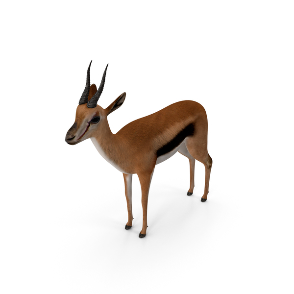 Gazelle Png Images Psds For Download Pixelsquid
