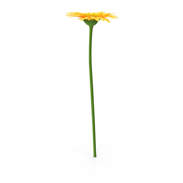 Gerber Daisy: Gerbera PNG & PSD Images Gerber Daisy: Gerbera PNG & PSD Images