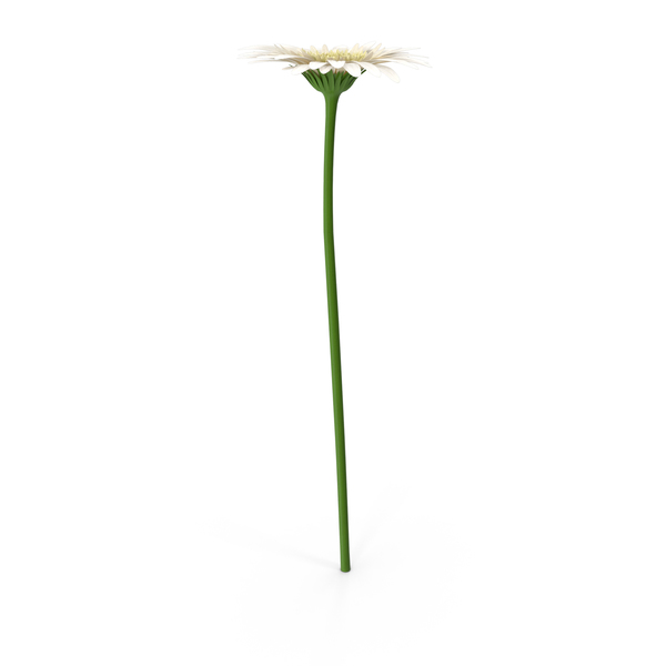 Gerber Daisy: Gerbera PNG & PSD Images