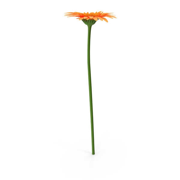 Gerber Daisy: Gerbera PNG & PSD Images Gerber Daisy: Gerbera PNG & PSD Images