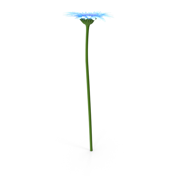 Gerber Daisy: Gerbera PNG & PSD Images Gerber Daisy: Gerbera PNG & PSD Images