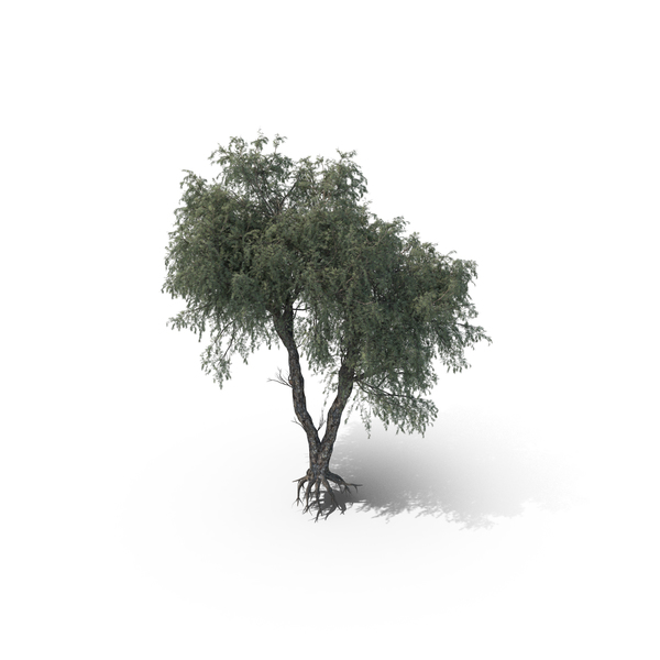 Ghaf Tree PNG & PSD Images Ghaf Tree PNG & PSD Images