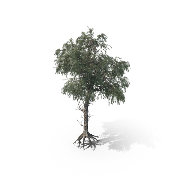 Ghaf Tree PNG & PSD Images Ghaf Tree PNG & PSD Images
