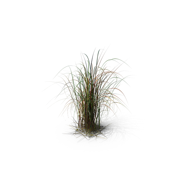 Grasses: Giant Miscanthus PNG & PSD Images Grasses: Giant Miscanthus PNG & PSD Images