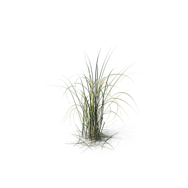 Grasses: Giant Miscanthus PNG & PSD Images Grasses: Giant Miscanthus PNG & PSD Images