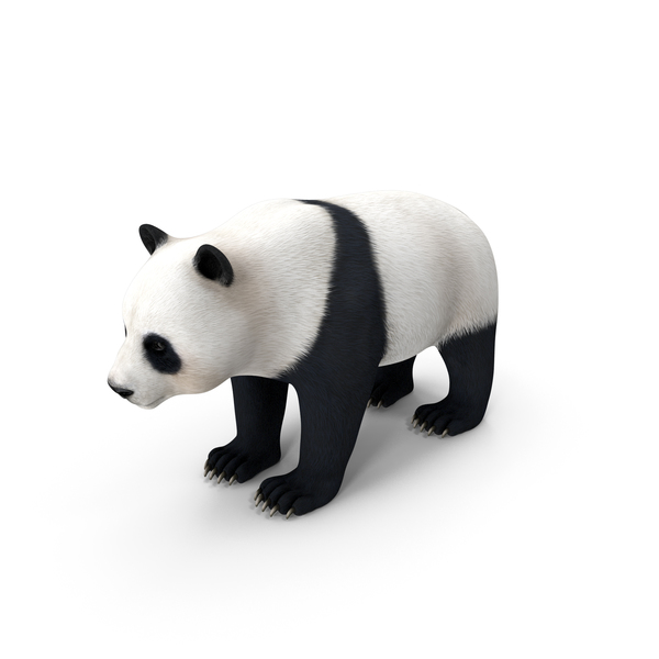 Bear: Giant Panda PNG & PSD Images