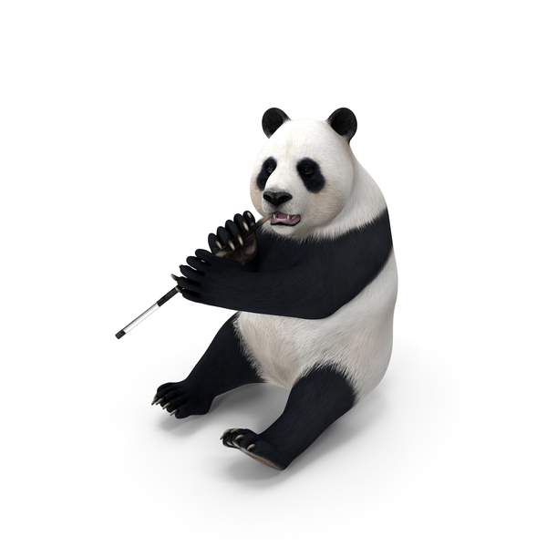 Bear: Giant Panda Sitting Pose PNG & PSD Images