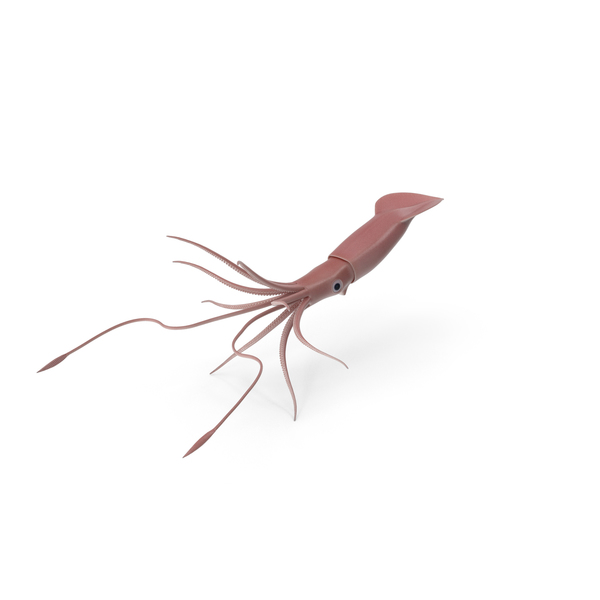 Giant Squid PNG & PSD Images Giant Squid PNG & PSD Images