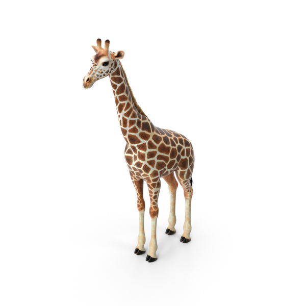 Giraffe PNG & PSD Images