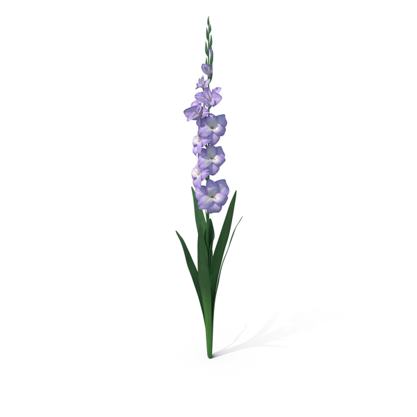 Gladiolus PNG & PSD Images