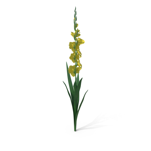 Lily: Gladious Yellow PNG & PSD Images Lily: Gladious Yellow PNG & PSD Images