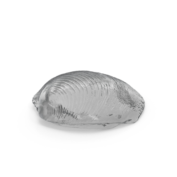 Seashell: Glass Shell PNG & PSD Images Seashell: Glass Shell PNG & PSD Images