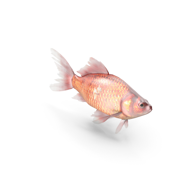 Discus: Gold Fish PNG & PSD Images