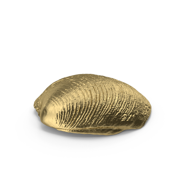 Gold Shell PNG Images & PSDs for Download | PixelSquid - S12290406C