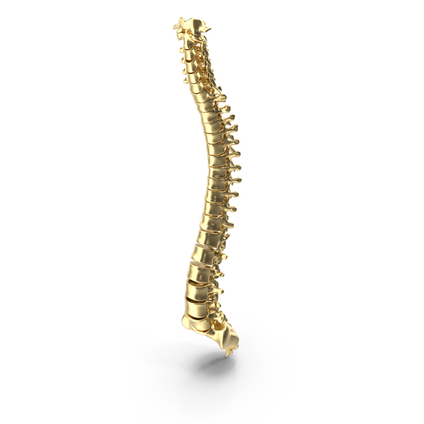 Anatomy: Gold Spinal Cord PNG & PSD Images Anatomy: Gold Spinal Cord PNG & PSD Images