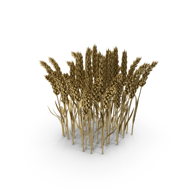 Gold Wheat PNG & PSD Images Gold Wheat PNG & PSD Images