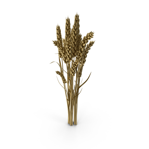 Gold Wheat PNG & PSD Images