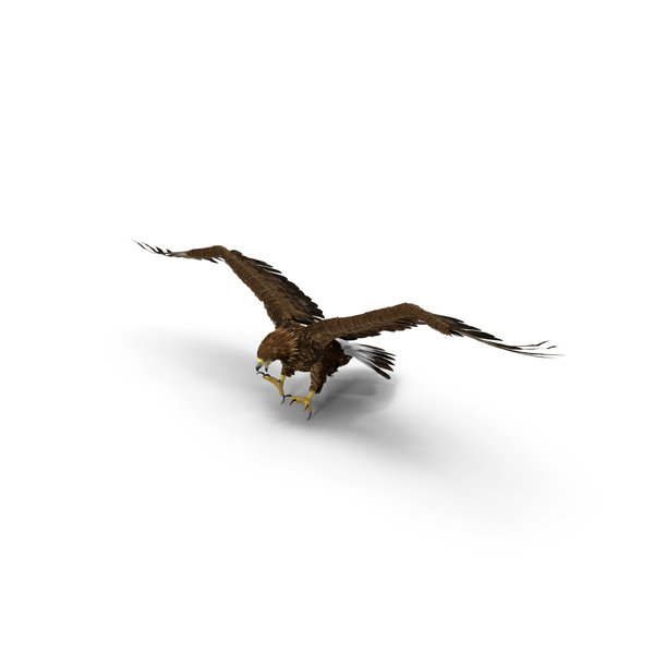 Golden Eagle Attacking PNG & PSD Images Golden Eagle Attacking PNG & PSD Images