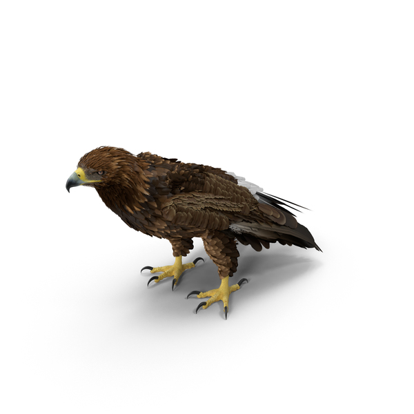 Golden Eagle Standing PNG & PSD Images Golden Eagle Standing PNG & PSD Images