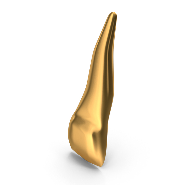 Golden Human Teeth Upper Lateral Incisor PNG & PSD Images Golden Human Teeth Upper Lateral Incisor PNG & PSD Images