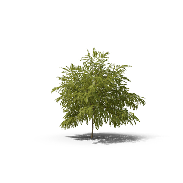 Golden Locust PNG & PSD Images Golden Locust PNG & PSD Images