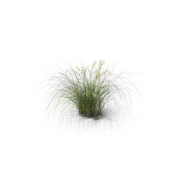 Grasses: Golden Sedge PNG & PSD Images Grasses: Golden Sedge PNG & PSD Images