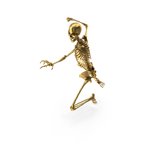 Metatarsal Bone PNG Images & PSDs for Download | PixelSquid