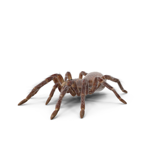 Spider: Goliath Birdeater With Fur PNG & PSD Images Spider: Goliath Birdeater With Fur PNG & PSD Images