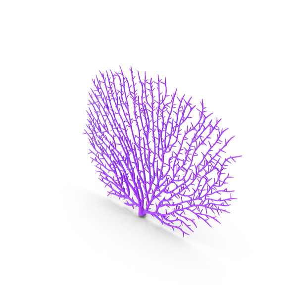 Sea: Gorgonaria Fan Coral PNG & PSD Images Sea: Gorgonaria Fan Coral PNG & PSD Images