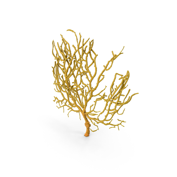 4 Creatures: Gorgonian Sea Fan PNG & PSD Images 4 Creatures: Gorgonian Sea Fan PNG & PSD Images