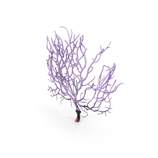 Coral: Gorgonian Sea Fan PNG & PSD Images