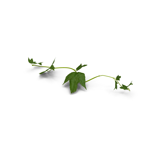 Vineyard: Grape Branch PNG & PSD Images Vineyard: Grape Branch PNG & PSD Images