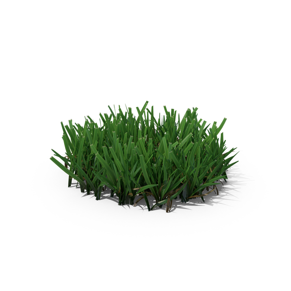 Grasses: Grass PNG & PSD Images