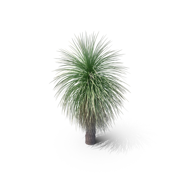 Grass Tree PNG Images & PSDs for Download | PixelSquid - S112223694