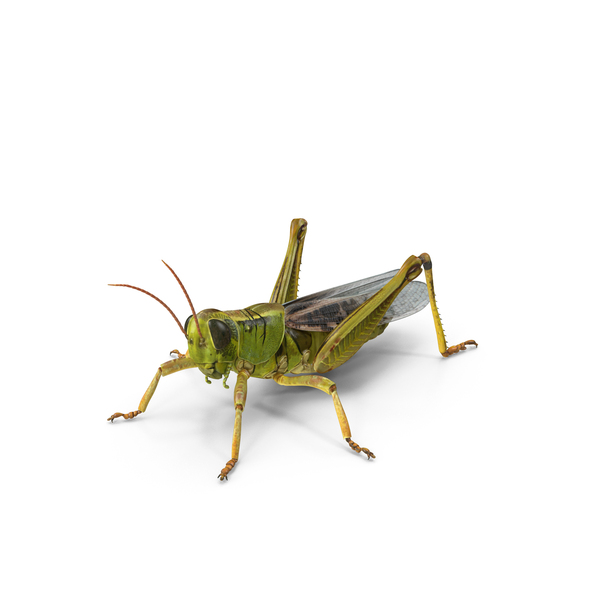 Grasshopper PNG Images & PSDs for Download | PixelSquid - S117803212