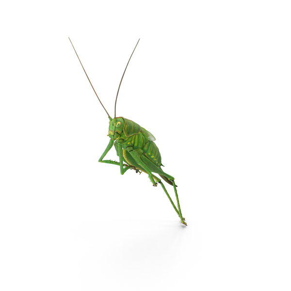 Grasshopper PNG & PSD Images Grasshopper PNG & PSD Images