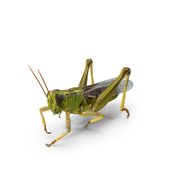 Grasshopper Eating Pose with Fur PNG Images & PSDs for Download ...