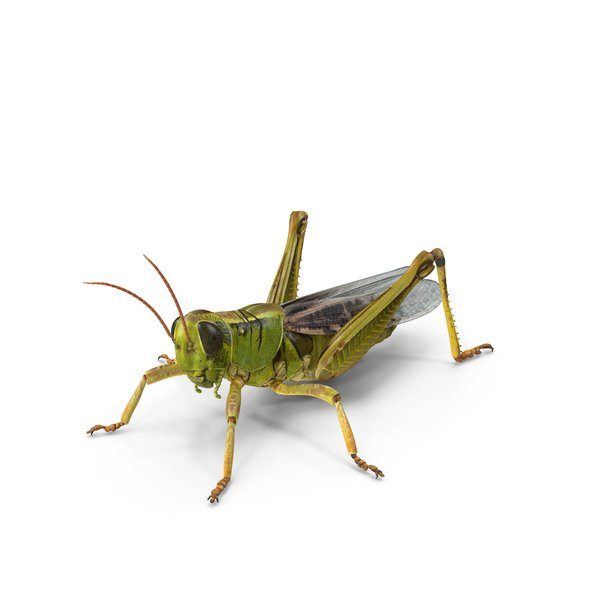 Grasshopper with Fur PNG & PSD Images Grasshopper with Fur PNG & PSD Images