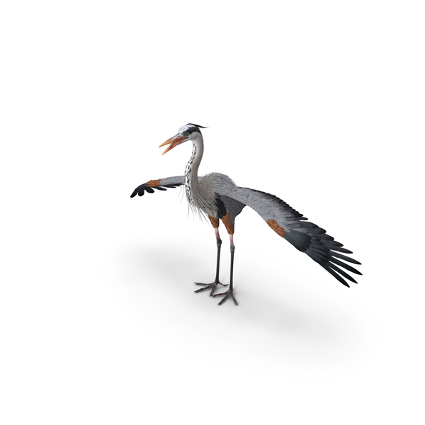 Great Blue Heron PNG & PSD Images Great Blue Heron PNG & PSD Images