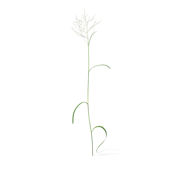 Grasses: Great Manna Grass PNG & PSD Images Grasses: Great Manna Grass PNG & PSD Images