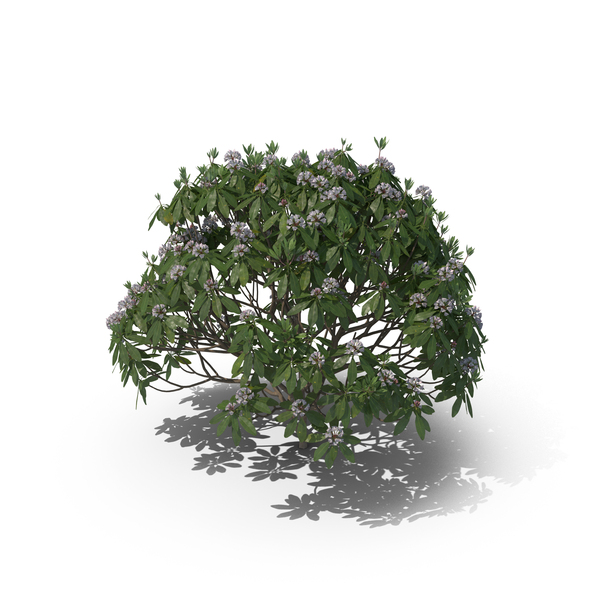 Great Rhododendron Bush PNG & PSD Images Great Rhododendron Bush PNG & PSD Images