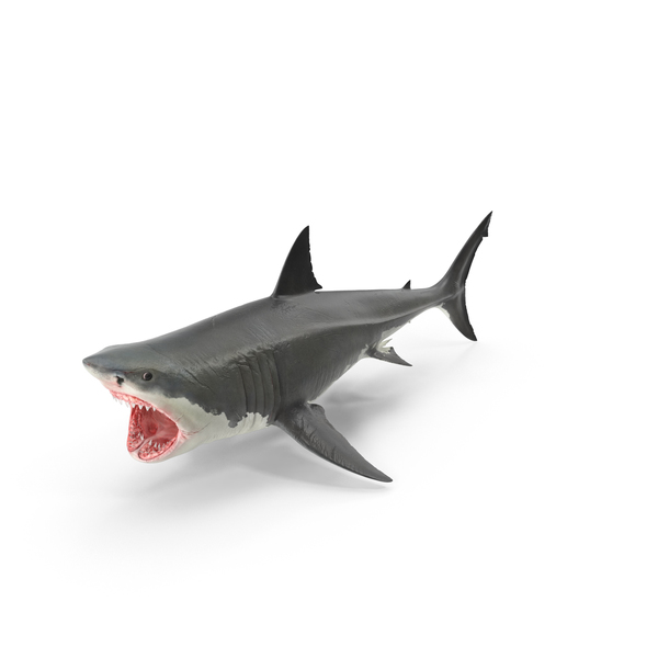 Great White Shark PNG & PSD Images Great White Shark PNG & PSD Images