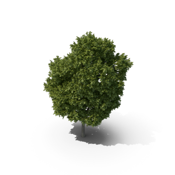Greek Maple Tree PNG & PSD Images Greek Maple Tree PNG & PSD Images