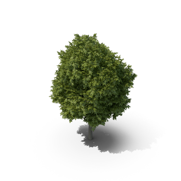 Greek Maple Tree PNG & PSD Images Greek Maple Tree PNG & PSD Images
